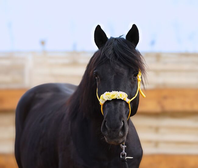 Trakehner Wallach Donausturm 9 Jahre, Tamara , Horses For Sale, Volkenschwand, Image 10