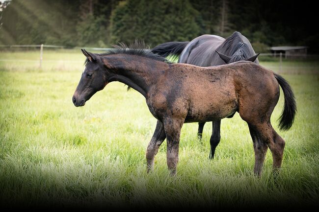 Trakehner Hengstfohlen, Andreas Brändle, Horses For Sale, Hohenstein, Image 2