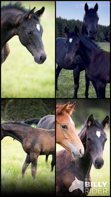 Trakehner Hengstfohlen, Andreas Brändle, Horses For Sale, Hohenstein, Image 8