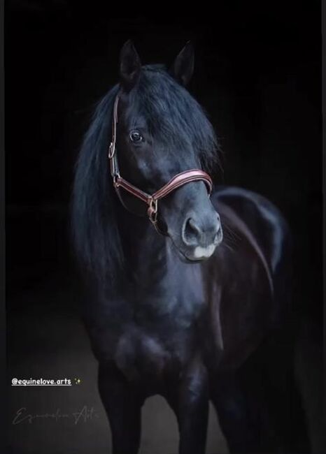 Trakehner Wallach, Yvonne Wendel, Pferd kaufen, Eckental