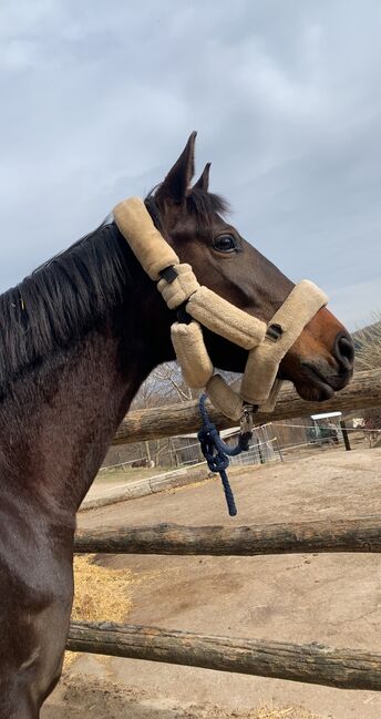 Trakehnerstute zu verkaufen/tauschen, Anna Hirschhofer , Horses For Sale, Langenrohr , Image 4