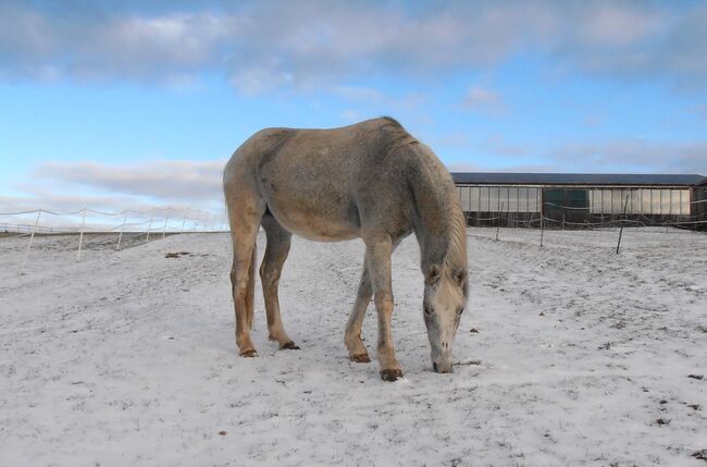 Trakehnerstute GP Zuchtprogramm, Birgit, Pferd kaufen, Neumarkt-Sankt Veit