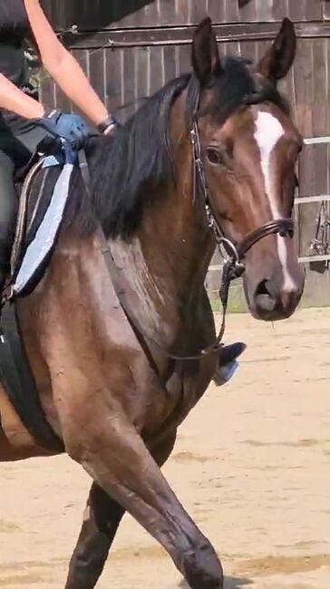 Trakehner Stute 11 Jahre, 163cm, Barbara Demmel , Konie na sprzedaż, Hebertsfelden