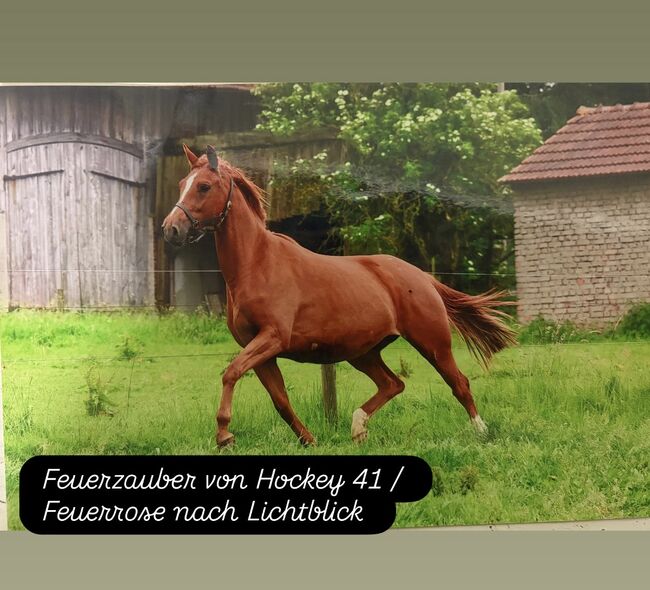 Trakehner Zuchtstute mit seltenem Blut, Anna Bischof, Konie na sprzedaż, Sankt Peter am Kammersberg