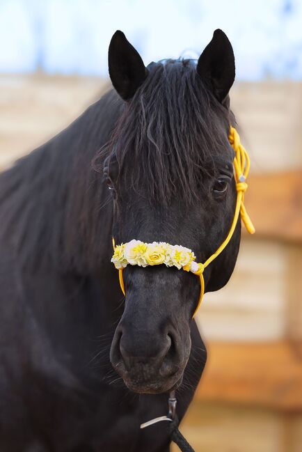 Trakehner Wallach Donausturm 9 Jahre, Tamara , Konie na sprzedaż, Volkenschwand, Image 6