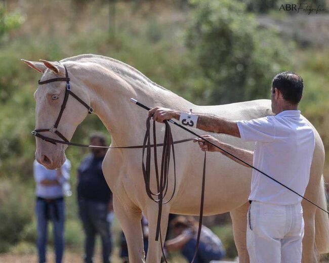 Der Traum aller Lusitanozüchter, ISPA - Iberische Sportpferde Agentur (ISPA - Iberische Sportpferde Agentur), Pferd kaufen, Bedburg, Abbildung 5