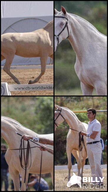 Der Traum aller Lusitanozüchter, ISPA - Iberische Sportpferde Agentur (ISPA - Iberische Sportpferde Agentur), Pferd kaufen, Bedburg, Abbildung 6