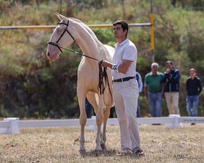 Der Traum aller Lusitanozüchter, ISPA - Iberische Sportpferde Agentur (ISPA - Iberische Sportpferde Agentur), Pferd kaufen, Bedburg, Abbildung 2