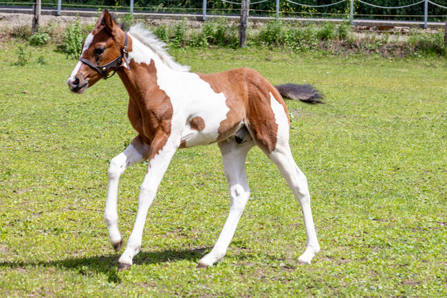 Ein Traum in bunter Jacke - Paint Horse Hengstfohlen mit bester Abstammung, Kerstin Rehbehn (Pferdemarketing Ost), Pferd kaufen, Nienburg