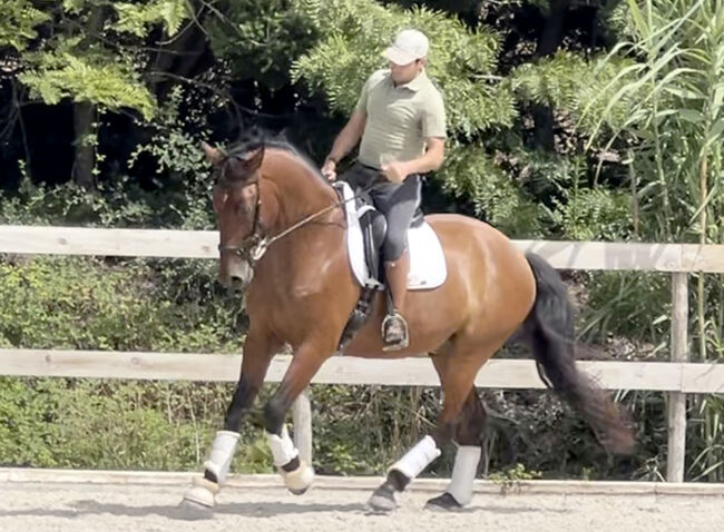 Traum-Dressur Lusitano, Rubi Enkel, Sibylle König, Pferd kaufen, Sao Pedro da Cadeira, Abbildung 3