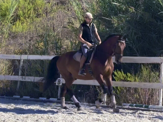 Traum-Dressur Lusitano, Rubi Enkel, Sibylle König, Pferd kaufen, Sao Pedro da Cadeira, Abbildung 4