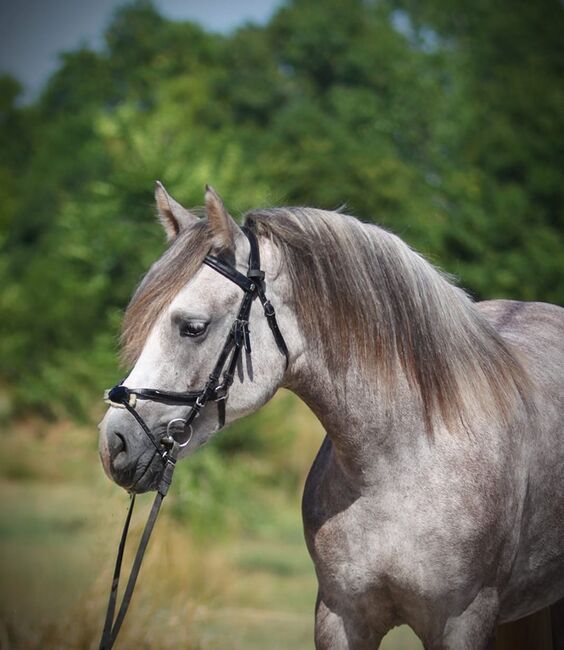 Traum schimmel Pony, Anabell, Pferd kaufen, Szarvas, Abbildung 4