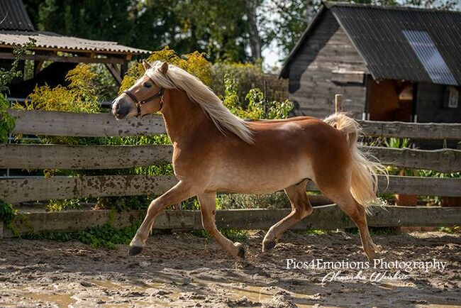 Traum Haflinger für jemand der selbst ausbilden möchte, ISPA - Iberische Sportpferde Agentur (ISPA - Iberische Sportpferde Agentur), Pferd kaufen, Bedburg