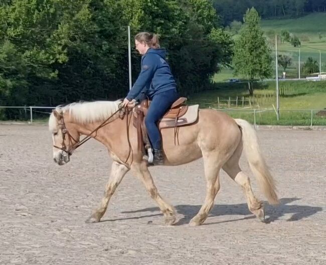 Traum Haflinger Wallach, Katja Milsch , Pferd kaufen, Schwanau, Abbildung 13