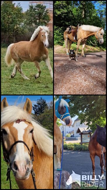 Traum Haflinger Wallach, Katja Milsch , Pferd kaufen, Schwanau, Abbildung 25