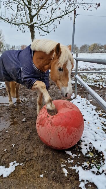 Traum Haflinger Wallach, Katja Milsch , Pferd kaufen, Schwanau, Abbildung 23