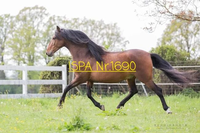 Traum PRE Jungpferd- Wallach, ISPA - Iberische Sportpferde Agentur (ISPA - Iberische Sportpferde Agentur), Pferd kaufen, Bedburg