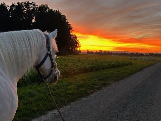 Traumabewältigung bei Pferden, Mavis Boamah, Therapie & Behandlung, Mettlen