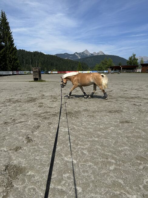 Traumhaflinger sucht Traumzuhause, Lisa Zechmann, Pferd kaufen, Ramsau Am Dachstein, Abbildung 6