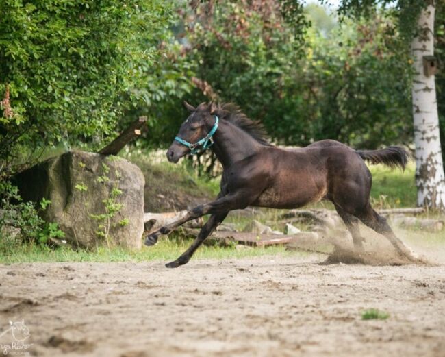 Traumhafte coole Paint Horse Quarter Stute APHA 2025 Quarter Black, Rainer, Pferd kaufen, Wernigerode, Abbildung 9