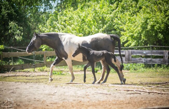 Traumhafte coole Paint Horse Stute APHA 2025 Quarter Black, Rainer, Pferd kaufen, Wernigerode, Abbildung 3