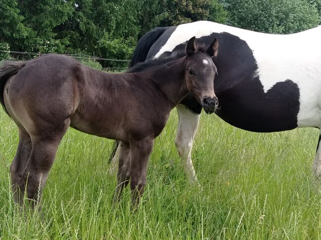 Traumhafte coole Paint Horse Stute APHA 2025 Quarter Black, Rainer, Pferd kaufen, Wernigerode, Abbildung 4