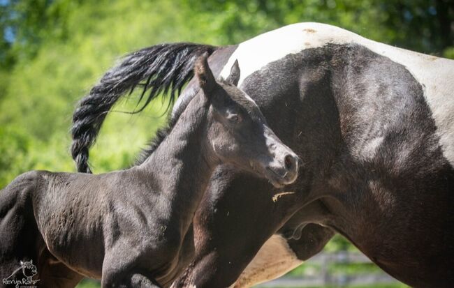 Traumhafte coole Paint Horse Stute APHA 2025 Quarter Black, Rainer, Pferd kaufen, Wernigerode, Abbildung 5