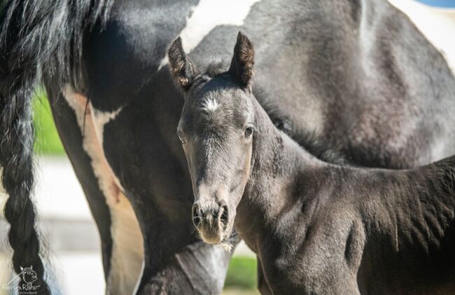 Traumhafte coole Paint Horse Stute APHA 2025 Quarter Black, Rainer, Pferd kaufen, Wernigerode, Abbildung 6