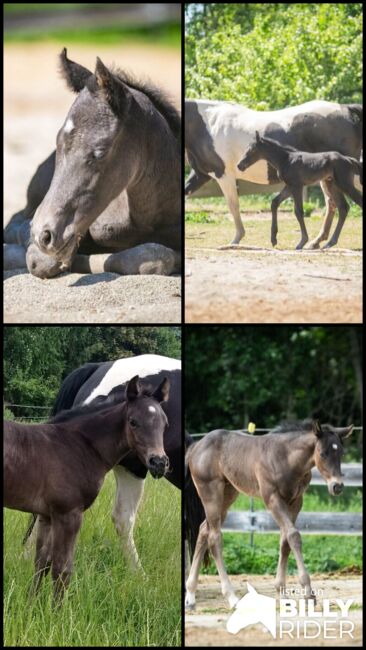 Traumhafte coole Paint Horse Stute APHA 2025 Quarter Black, Rainer, Pferd kaufen, Wernigerode, Abbildung 7