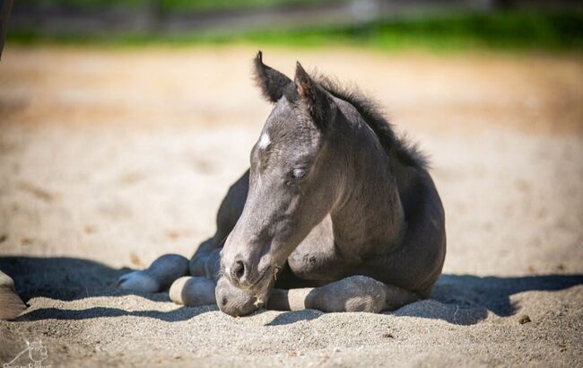 Traumhafte coole Paint Horse Stute APHA 2025 Quarter Black, Rainer, Pferd kaufen, Wernigerode