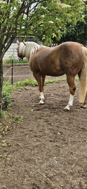 Traumhafte, erfolgreich geshowte Quarter Horse Stute, Kerstin Rehbehn (Pferdemarketing Ost), Pferd kaufen, Nienburg, Abbildung 9