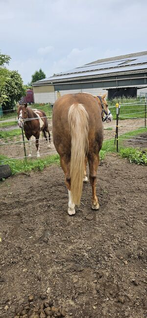 Traumhafte, erfolgreich geshowte Quarter Horse Stute, Kerstin Rehbehn (Pferdemarketing Ost), Pferd kaufen, Nienburg, Abbildung 6