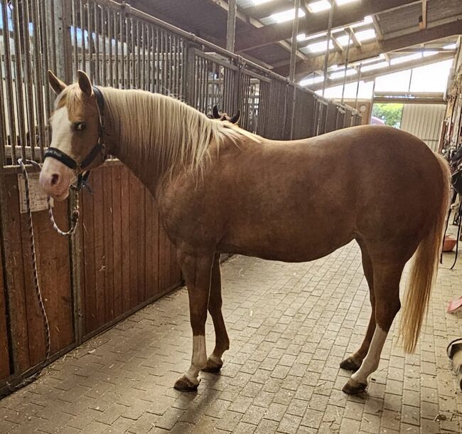 Traumhafte, erfolgreich geshowte Quarter Horse Stute, Kerstin Rehbehn (Pferdemarketing Ost), Pferd kaufen, Nienburg, Abbildung 8