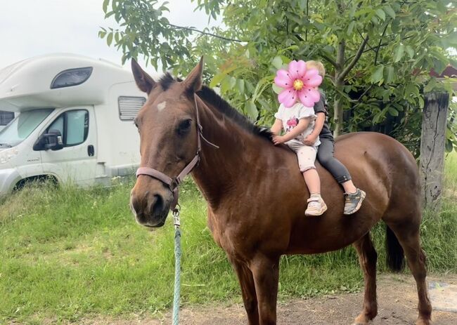 Traumhafte ex polo pony stute, Natalia, Pferd kaufen, Viersen