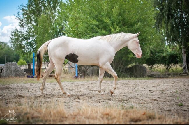 Traumhafte Paint Horse  Stute APHA 2023, Rainer, Pferd kaufen, Wernigerode