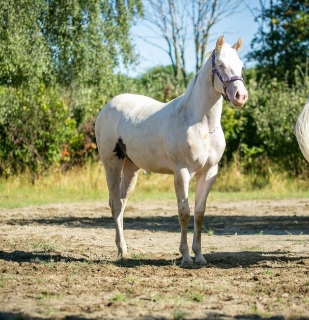 Traumhafte Paint Horse  Stute APHA 2023, Rainer, Pferd kaufen, Wernigerode, Abbildung 7