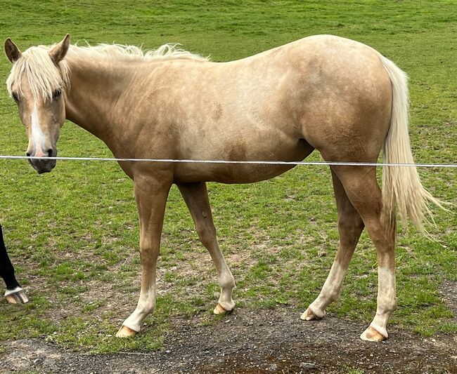 Traumhafte Quarter Horse Palomino Stute mit Top-Abstammung, Kerstin Rehbehn (Pferdemarketing Ost), Pferd kaufen, Nienburg