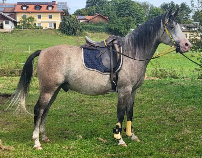 Traumhafter Shagya Araber sucht neue Aufgabe, Pferdevermittlung Leus (Pferdevermittlung Leus ), Pferd kaufen, Limburg an der Lahn, Abbildung 4