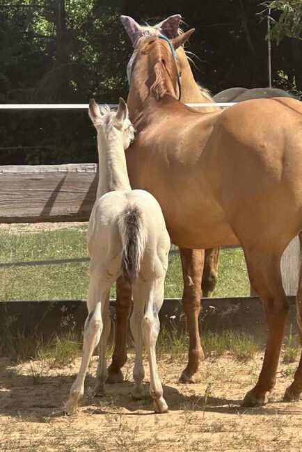 Traumhaftes Buckskin Paint Horse Fohlen - sportlich & liebenswert!, Kerstin Rehbehn (Pferdemarketing Ost), Pferd kaufen, Nienburg, Abbildung 4