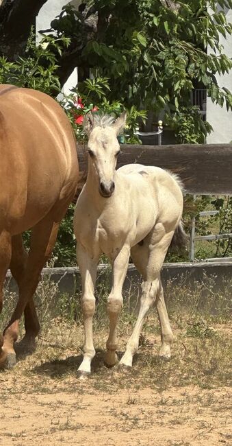 Traumhaftes Buckskin Paint Horse Fohlen - sportlich & liebenswert!, Kerstin Rehbehn (Pferdemarketing Ost), Pferd kaufen, Nienburg, Abbildung 8