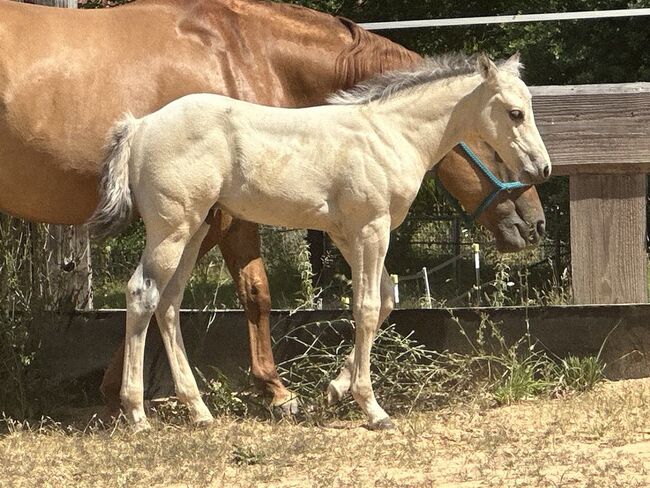 Traumhaftes Buckskin Paint Horse Fohlen - sportlich & liebenswert!, Kerstin Rehbehn (Pferdemarketing Ost), Pferd kaufen, Nienburg, Abbildung 10