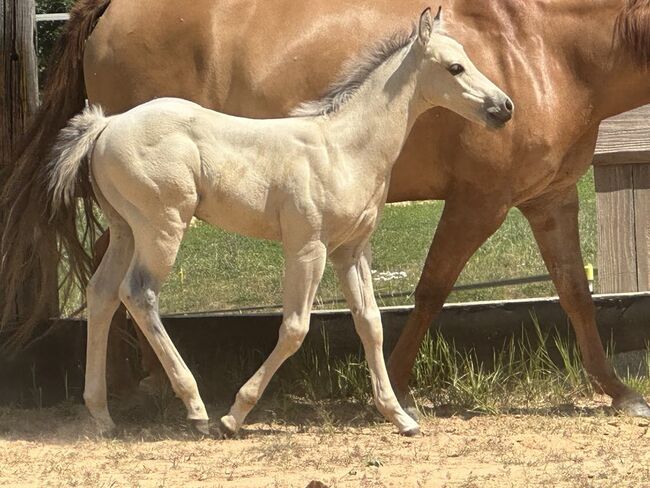 Traumhaftes Buckskin Paint Horse Fohlen - sportlich & liebenswert!, Kerstin Rehbehn (Pferdemarketing Ost), Pferd kaufen, Nienburg, Abbildung 12