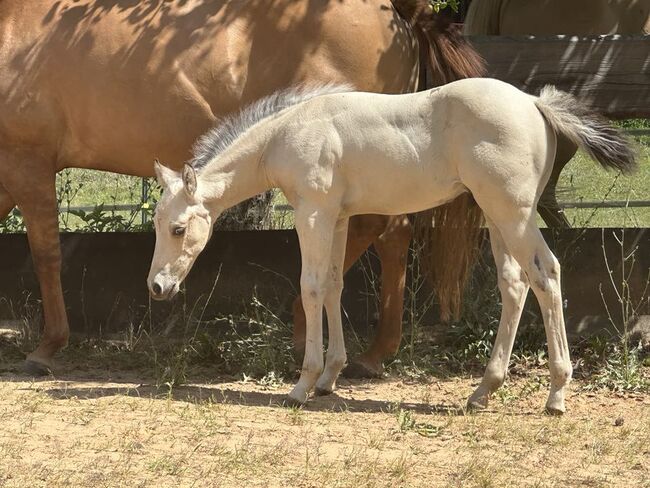 Traumhaftes Buckskin Paint Horse Fohlen - sportlich & liebenswert!, Kerstin Rehbehn (Pferdemarketing Ost), Pferd kaufen, Nienburg, Abbildung 5