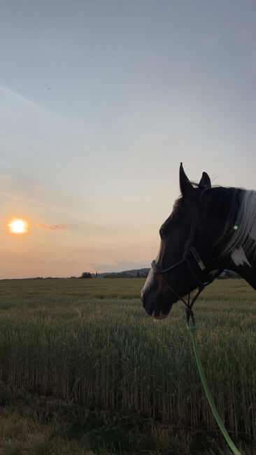 Traumschecke abzugenen, alina geiger, Horses For Sale, Raperswilen, Image 2