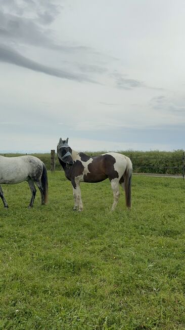 Traumschecke zu Verkaufen, alina geiger, Horses For Sale, Raperswilen, Image 2