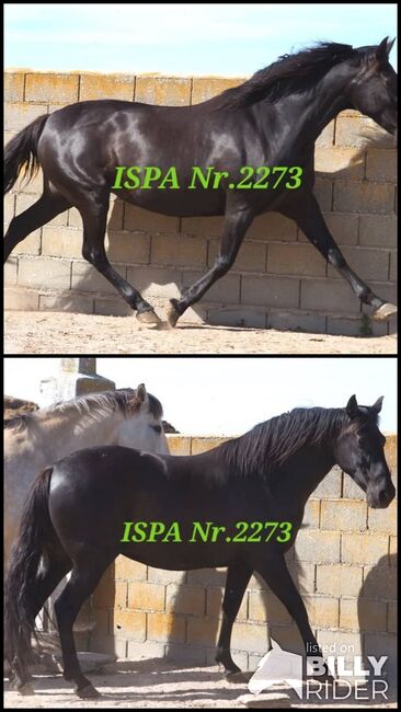 Traumschöne PRE Zuchtstute, ISPA - Iberische Sportpferde Agentur (ISPA - Iberische Sportpferde Agentur), Pferd kaufen, Bedburg, Abbildung 3