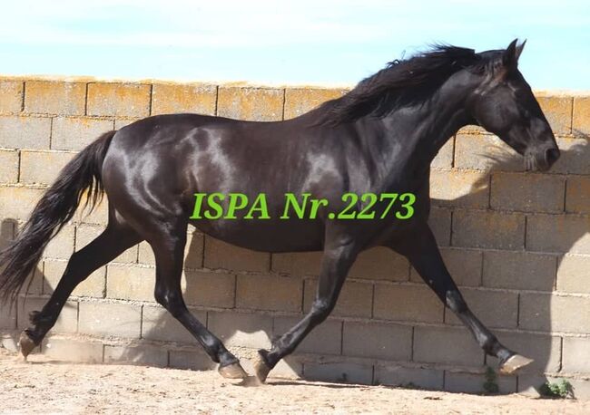 Traumschöne PRE Zuchtstute, ISPA - Iberische Sportpferde Agentur (ISPA - Iberische Sportpferde Agentur), Pferd kaufen, Bedburg