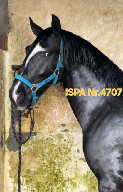 Traumschöner Lusi Rappe, ISPA - Iberische Sportpferde Agentur (ISPA - Iberische Sportpferde Agentur), Pferd kaufen, Bedburg, Abbildung 2
