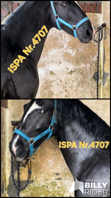 Traumschöner Lusi Rappe, ISPA - Iberische Sportpferde Agentur (ISPA - Iberische Sportpferde Agentur), Pferd kaufen, Bedburg, Abbildung 3