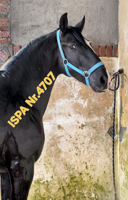 Traumschöner Lusi Rappe, ISPA - Iberische Sportpferde Agentur (ISPA - Iberische Sportpferde Agentur), Pferd kaufen, Bedburg